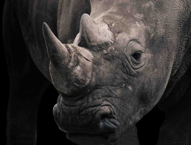 Visualizing the return of 2,000 captive rhino to the wild
